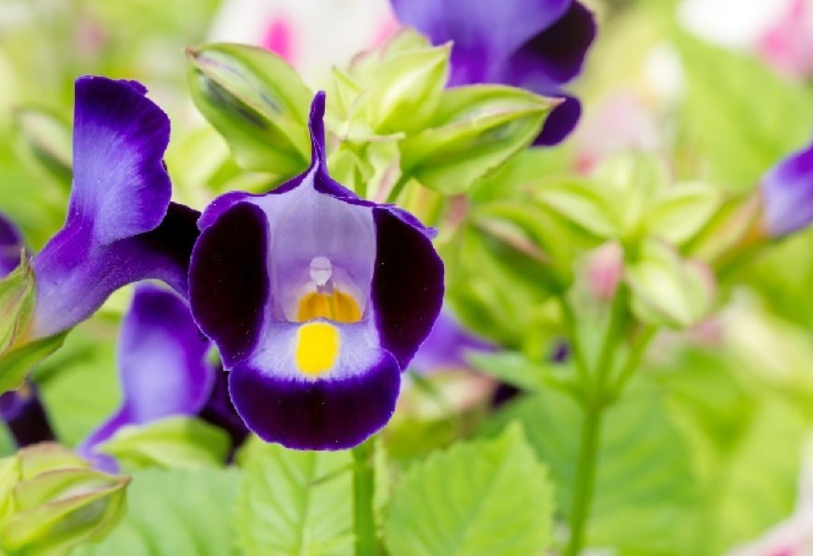 Tổng quan về c&acirc;y Hoa Tố Li&ecirc;n